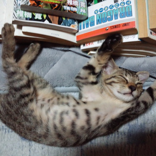 子猫を買ってくださる方を募集中です