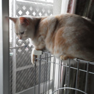 １歳半のアメショウ