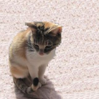 人大好きにゃんこ　