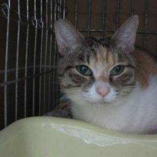 ベタ馴れ三毛ちゃん ありがとうございました