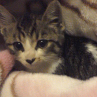 可愛い男の子です