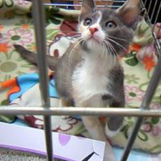 おとなしめ＊布団で一緒に寝てくれます♪