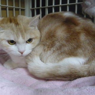 可愛がって頂ける方☆お願いします。