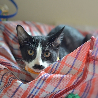 ジンジャーくん　17匹多頭飼い崩壊レスキュー