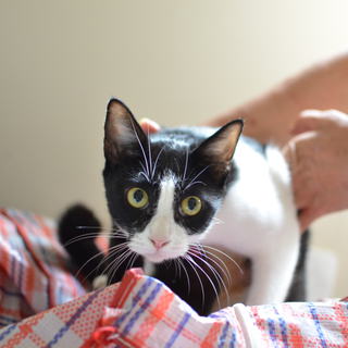 白黒ハチワレ　くうちゃん　17匹多頭飼い崩壊