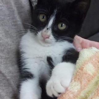 甘々の黒白ハチワレ少々長毛♪