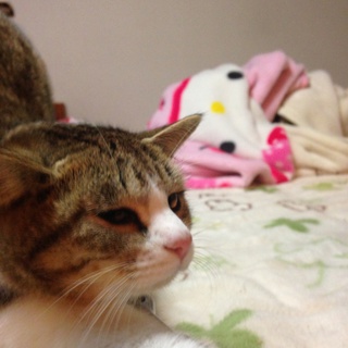 里親募集してます