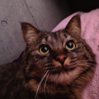 至急！里親さん募集