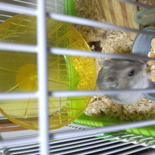 ジャンガリアンハムスターの子供の里親募集しています！