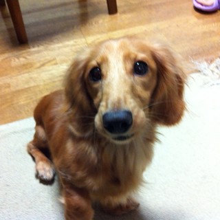 【ミニチュアダックス・ゴールド】大人しくてイイ子な男の子です