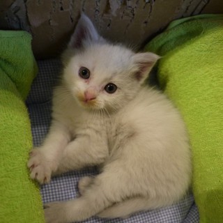 ＊真っ白いフワフワの仔猫です＊