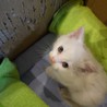 ＊真っ白いフワフワの仔猫です＊ サムネイル3