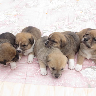 9つ子のうちの女の子5姉妹