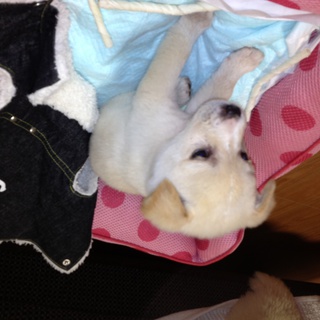 生後2ヶ月の仔犬の里親募集