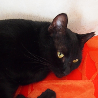 でら！ナルミ！