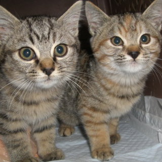 ご協力ありがとうございました。