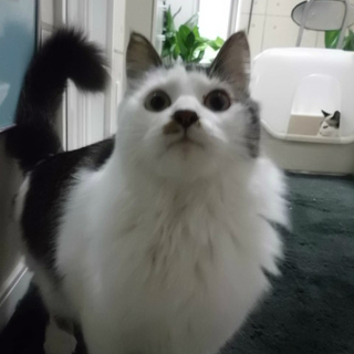 長毛ベタベタすりすり・・願いします・・。