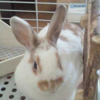 里親が決まりました！