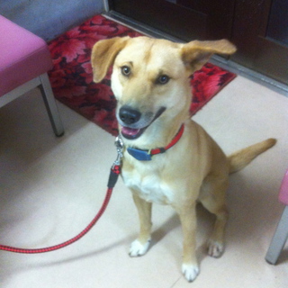 推定２から３歳の♂