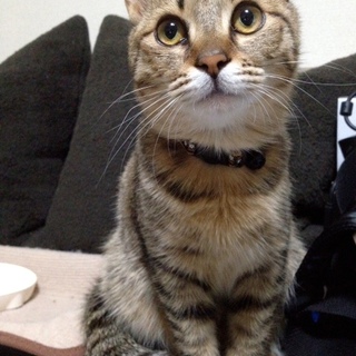 至急！キジトラメスの里親さん募集　人懐っこいです