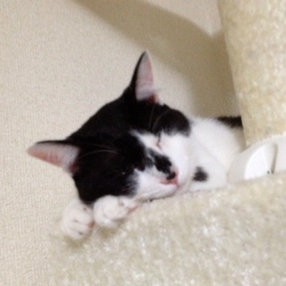 至急！里親さん募集　白黒オス 甘えん坊です