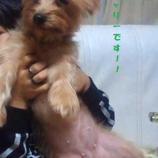 （至急）チワワ３匹　ヨーキー１匹　新しい家族探しております。