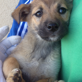 ６匹の柴甲斐系ミックス犬兄弟