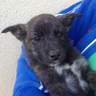 6匹兄弟柴甲斐系ミックス兄弟　おかげさまで新しいおうちが決まりました！