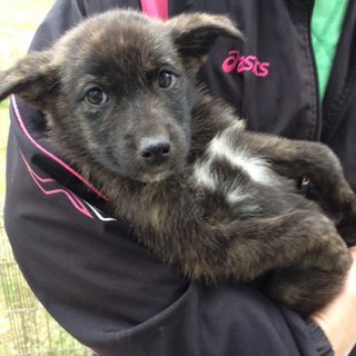 ６匹柴甲斐系ミックス兄弟