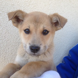 6匹柴甲斐系ミックス兄弟