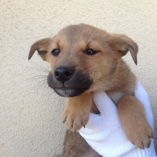 ６匹柴甲斐系ミックス兄弟