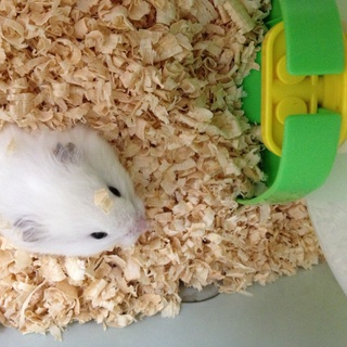 長毛ホワイト 大人しめの男の子