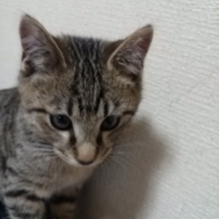 子猫を飼っていただける方！