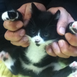 子猫、可愛がってくれる人募集中