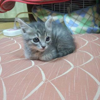 一時募集停止　パッチリ目のかわいい男の子です。