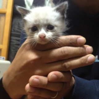 可愛い赤ちゃんです！よろしくお願いします！