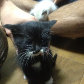 赤ちゃんです！可愛いです！よろしくお願いします！