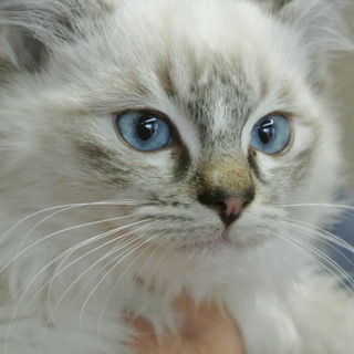 ゴージャス！長毛４兄妹　アクア