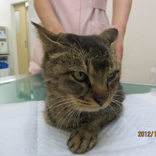 新聞に掲載し、優しい里親さんに譲渡しました。