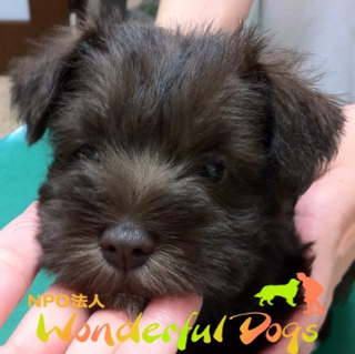 まるごと全部受け止めてください。「みかん」ミニチュア・シュナウザー　1ヶ月♀