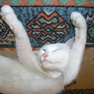 犬とも仲良く出来るリーダー・にゃン