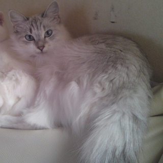 手入れの楽な長毛種の美人！