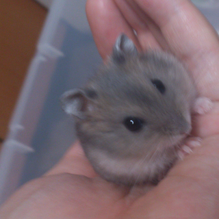【募集終了】11/7生まれ　ジャンガリアンハムスター（サファイア）