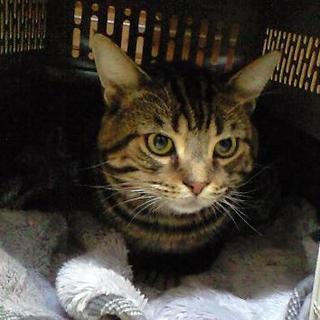 募集再開。でかかわいいアメショーです！