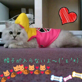 大切に可愛がっていただける方に。