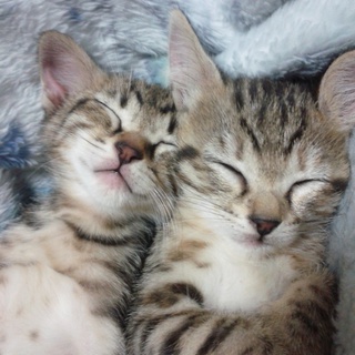 かわいい子猫もらって下さい！