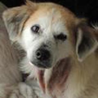 瀕死の状態から復活した雑種に人と暮らす幸せを