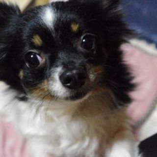 チワワホワイト＆ブラックタンの女の子（里親決定しました）