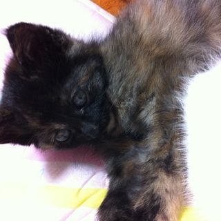 急募！！子猫の里親募集中です！