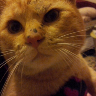 優しい飼主さんが見つかりました！有難うございます！